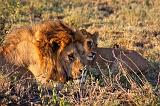 TANZANIA - Serengeti National Park - Leoni Lions - 35